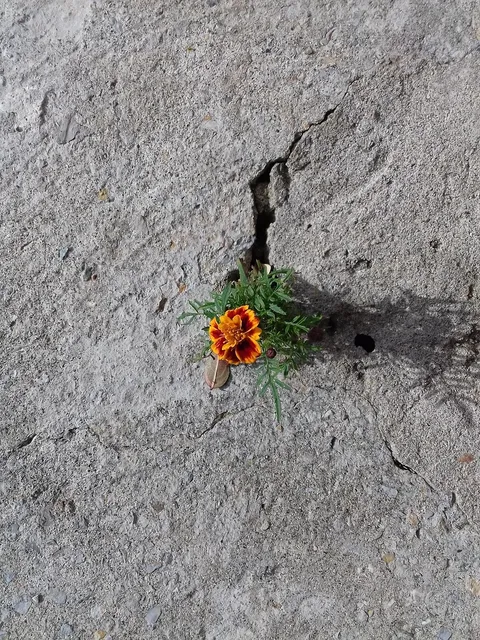 Tutto quello che devi assolutamente chiederti prima di gettare la spugna con il cinese!